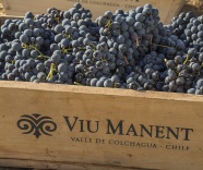 2021 Harvest Report from Viu Manent 
